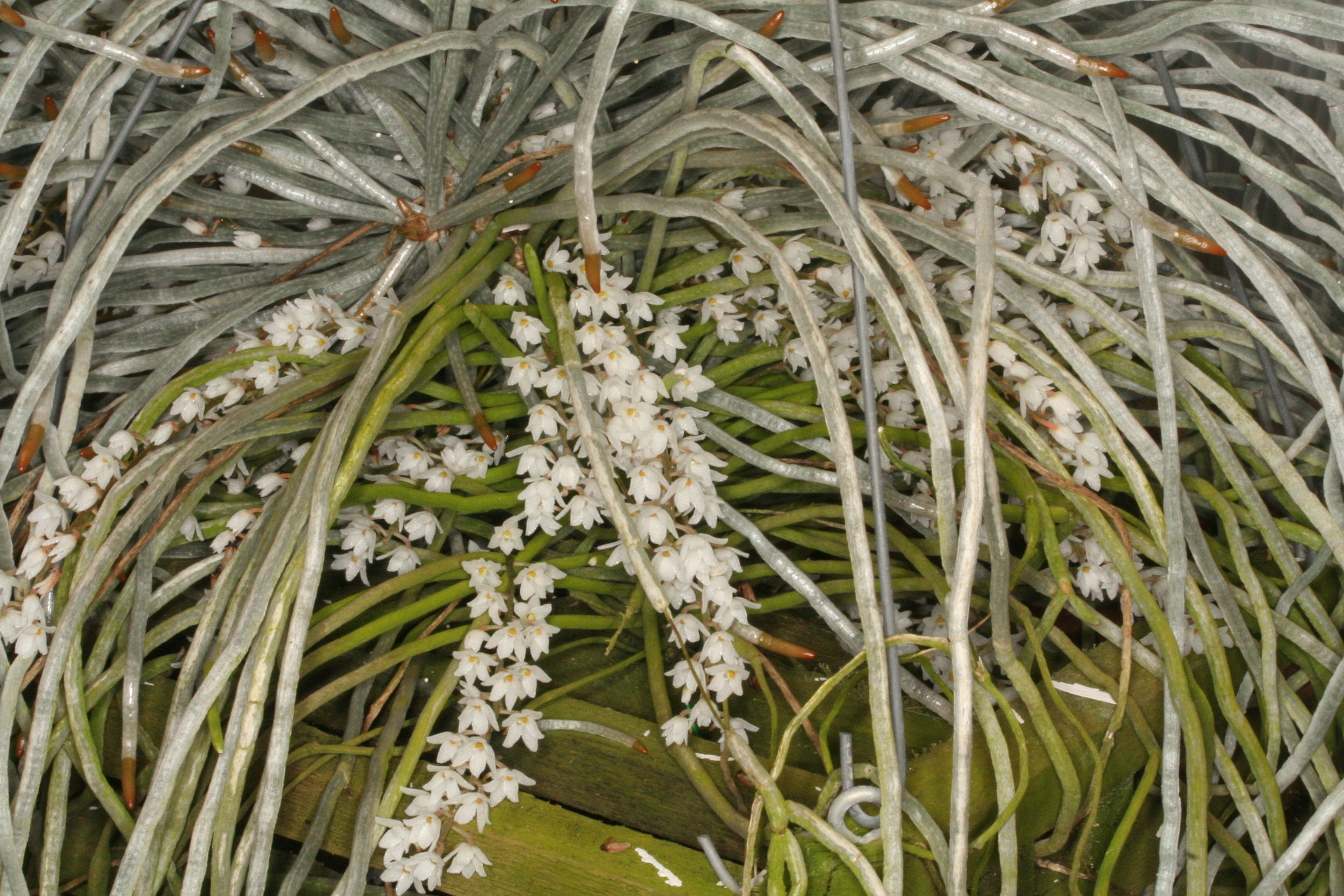 Mic. stotzii — a Cal-Orchid specimen