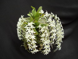 Mystacidium capense.JPG