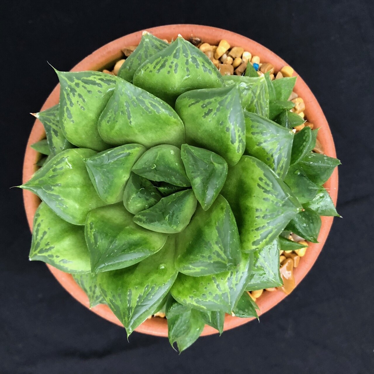 haworthia