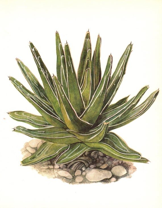 agave