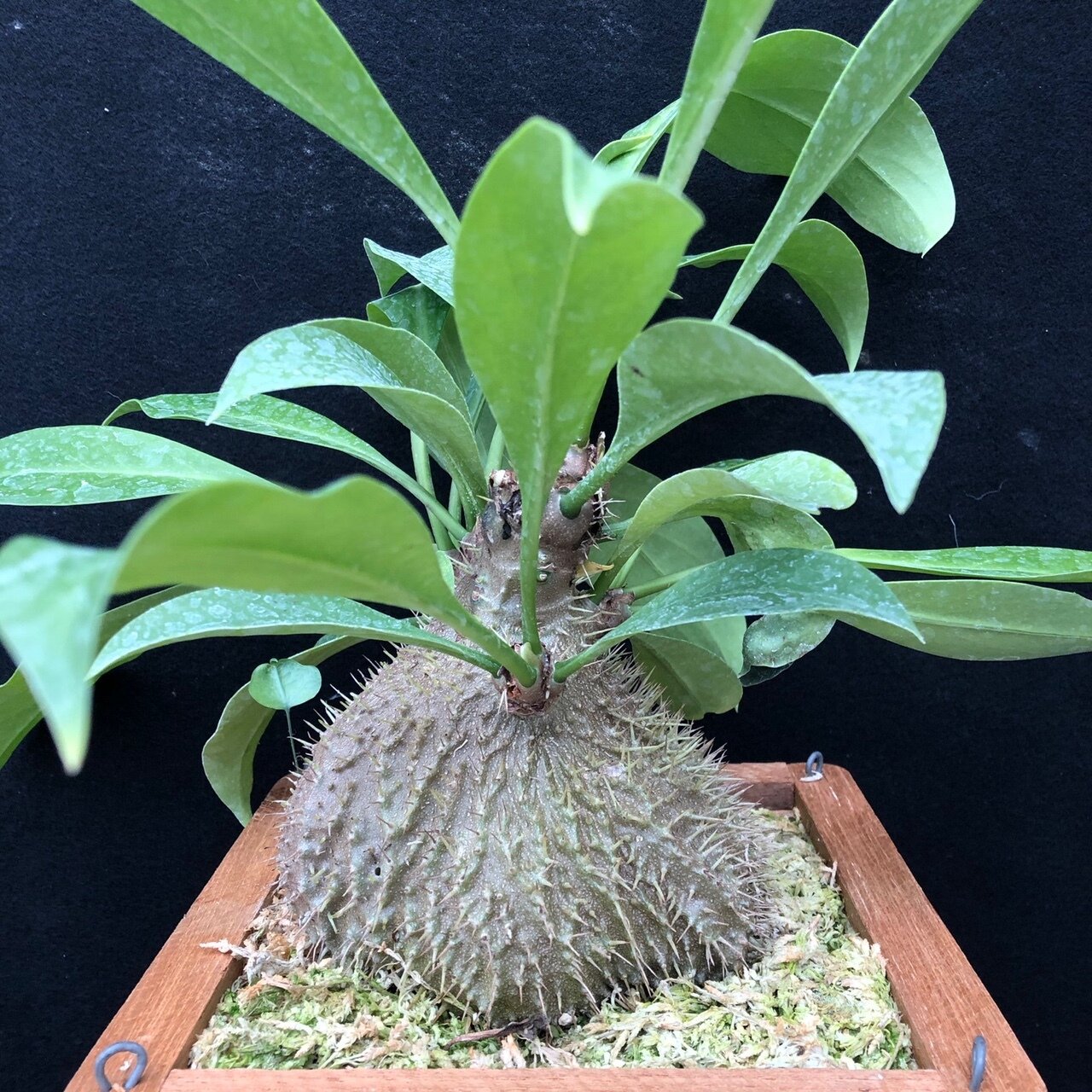 myrmecodia.jpg