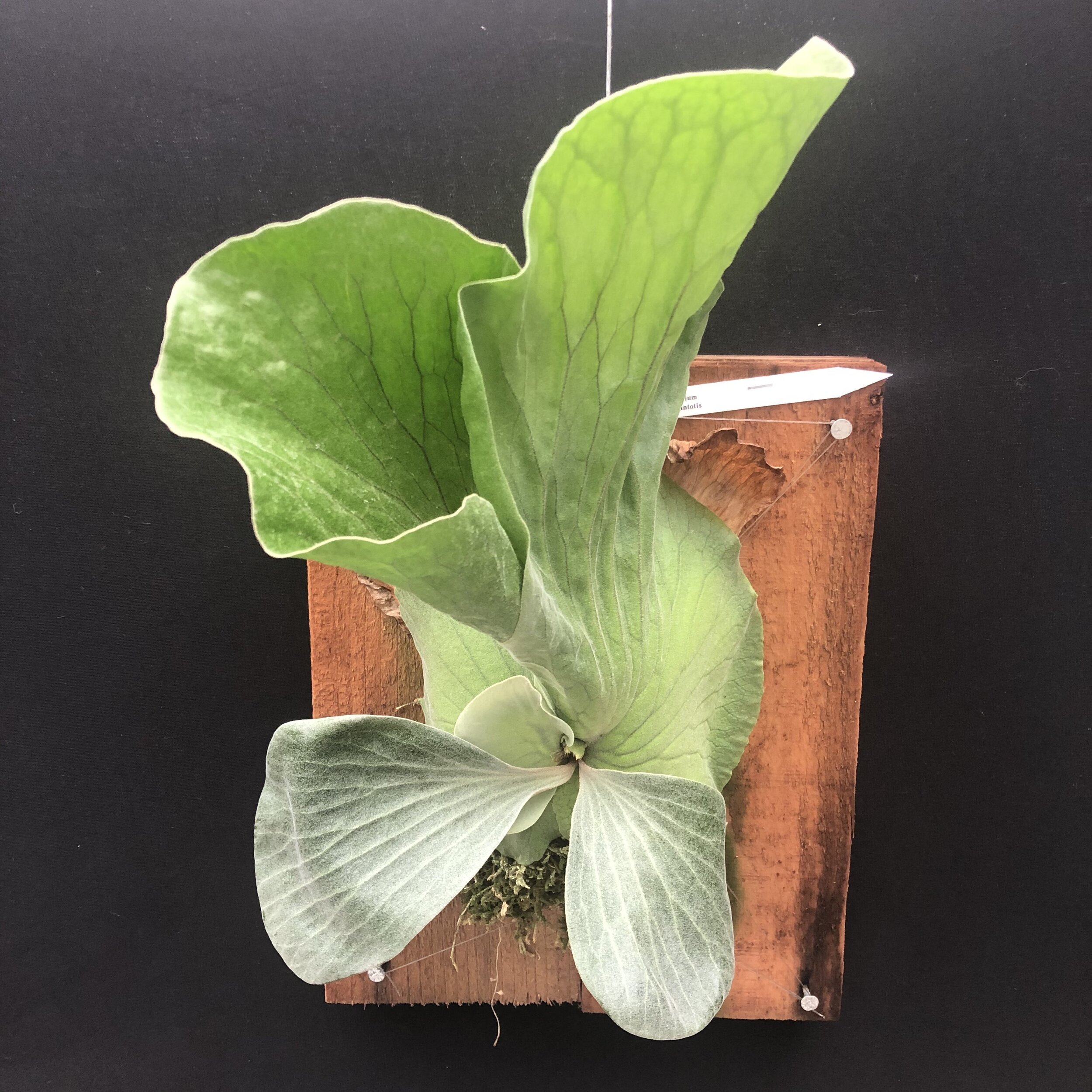 Botanicals — specimens