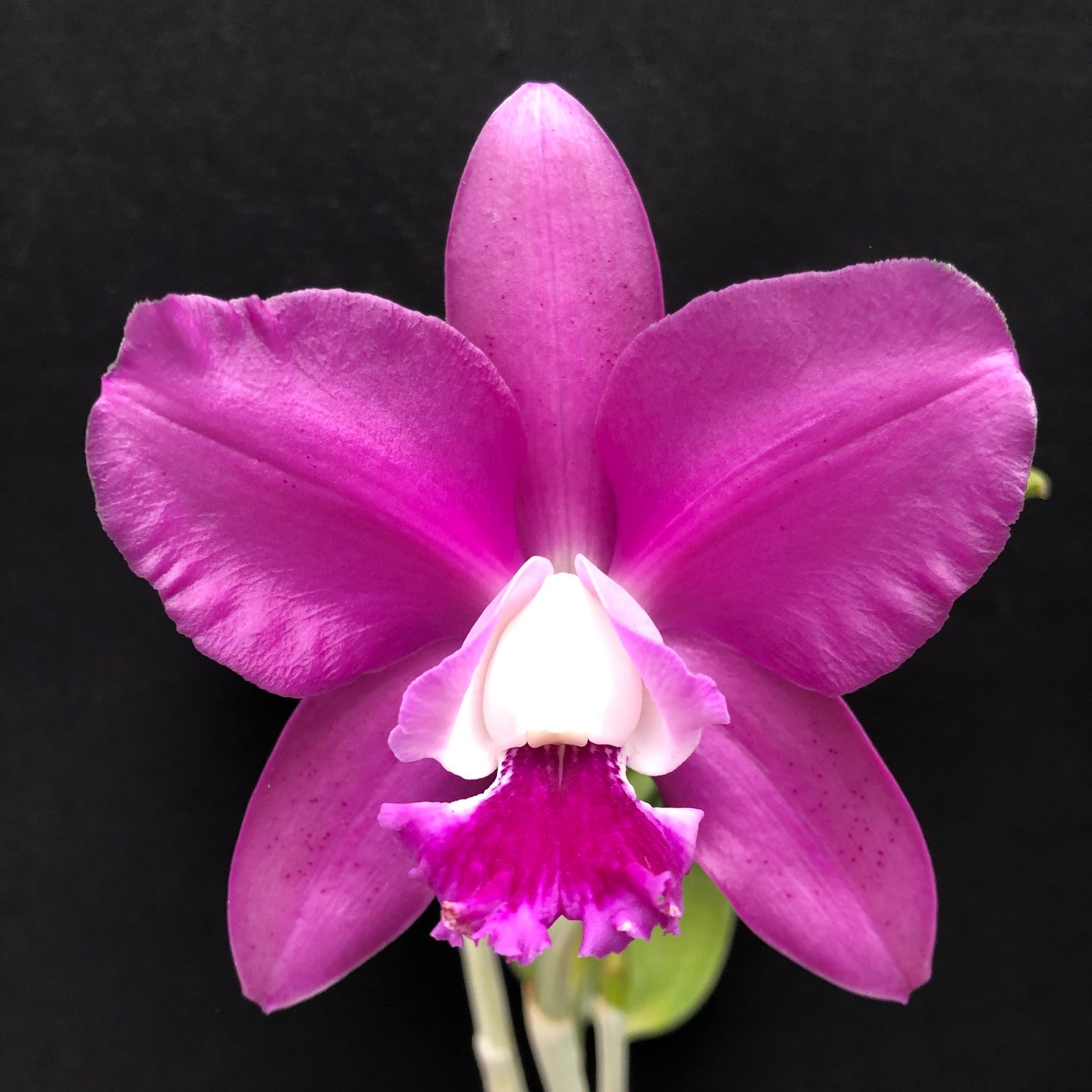 Cattleyas — specimens