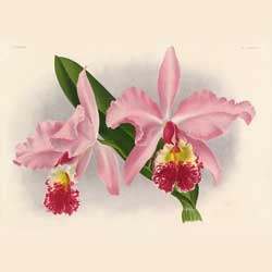 Cattleyas