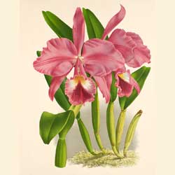 Cattleyas