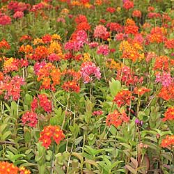 Pacific Line Epidendrums