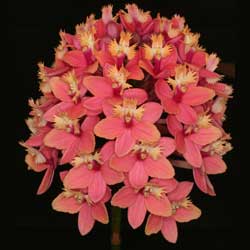 Pacific Line Epidendrums