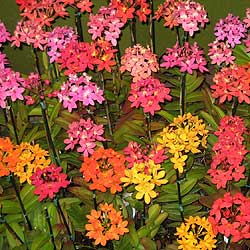 Pacific Line Epidendrums