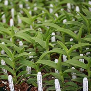 Pacific Line Epidendrums — specimens