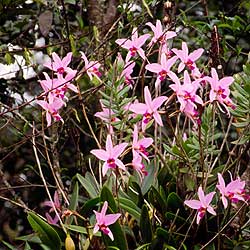 Laelia anceps