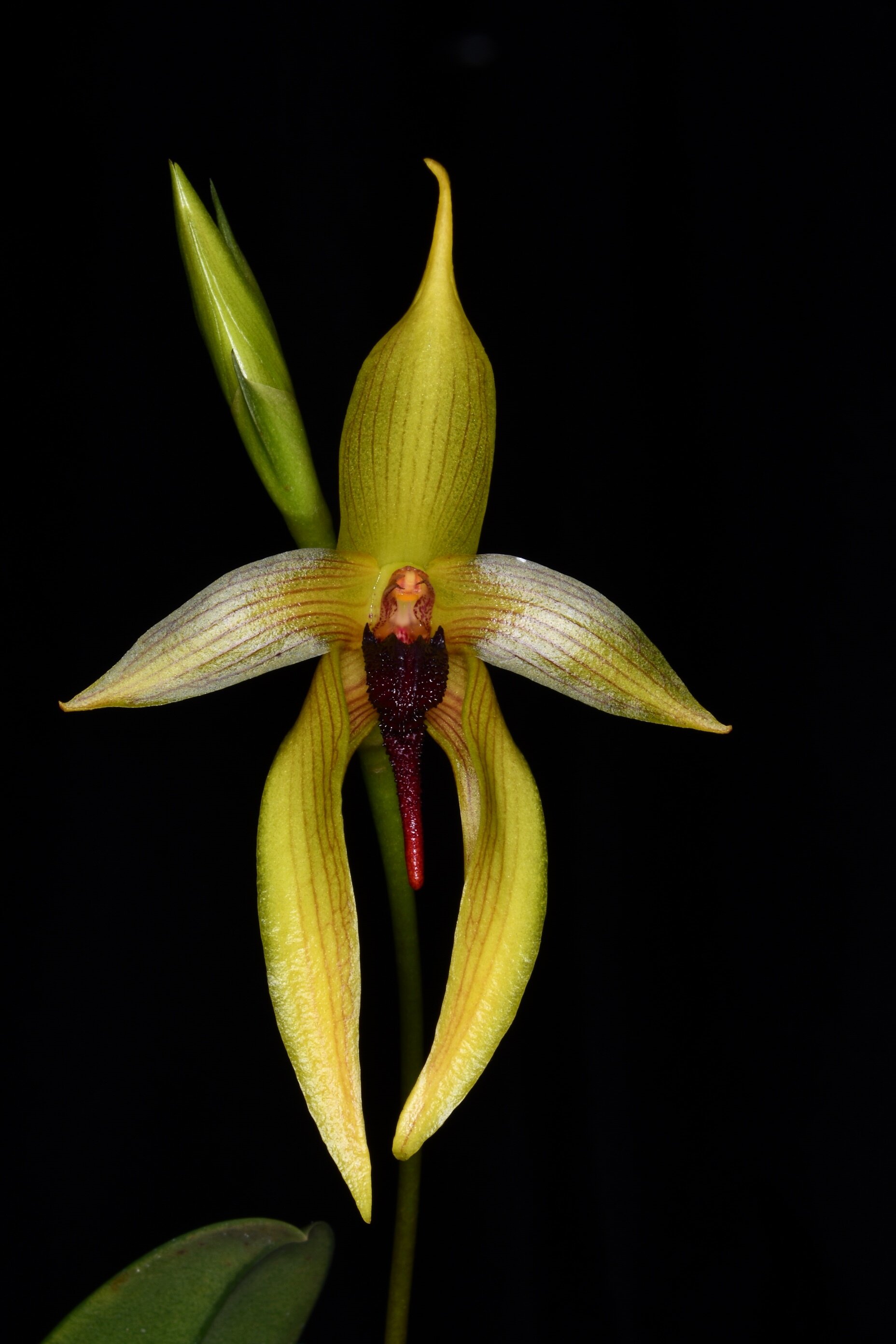 Miscellaneous Hybrids — specimens