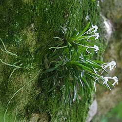 Neofinetia falcata — specimens