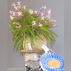 Neofinetia falcata