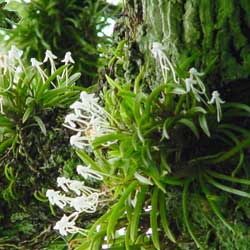 Neofinetia falcata