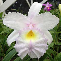 Sobralia — specimens