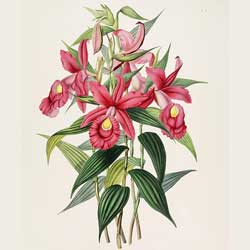 Sobralia