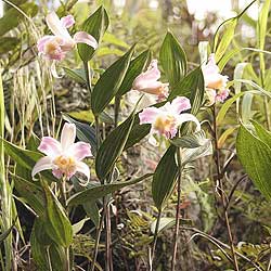Sobralia