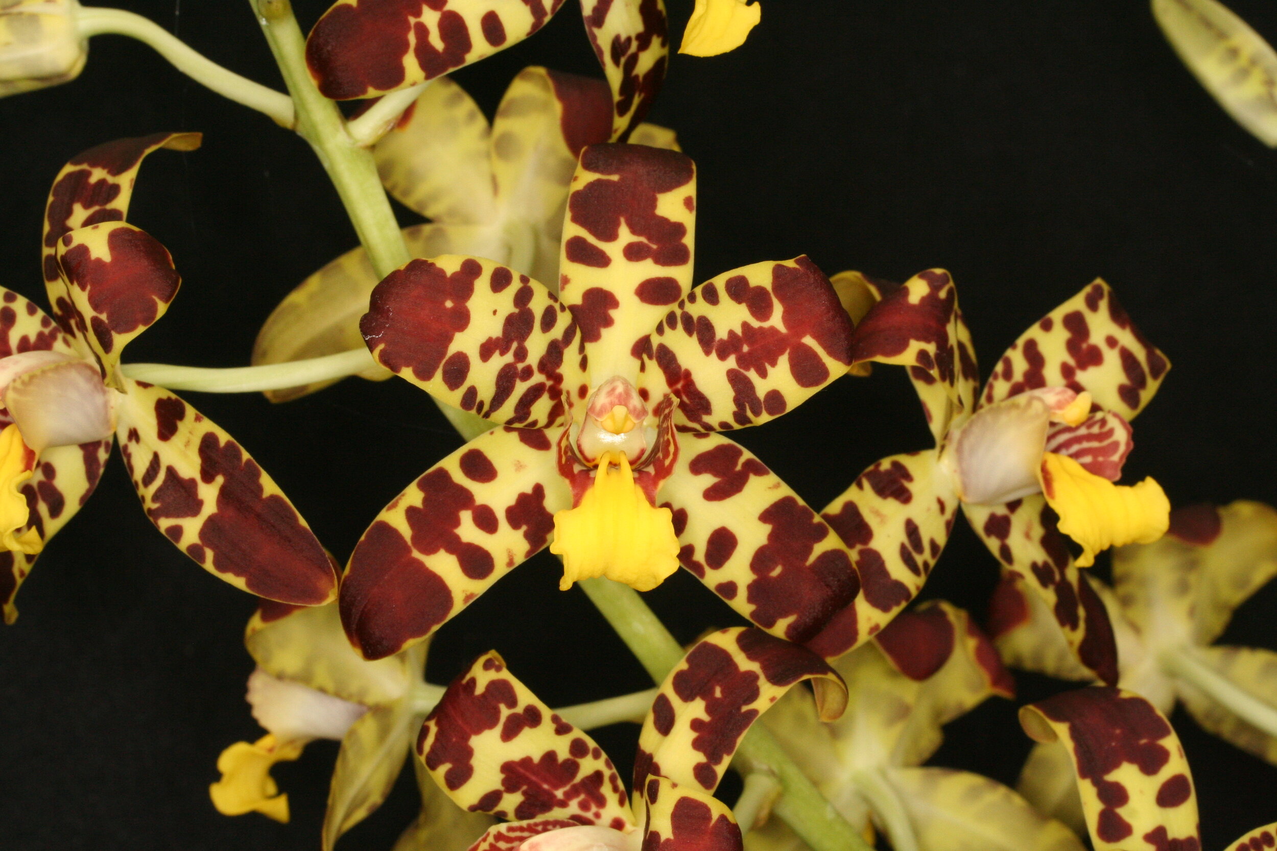 Species — specimens