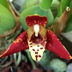 Maxillaria-tenuifolia.jpg