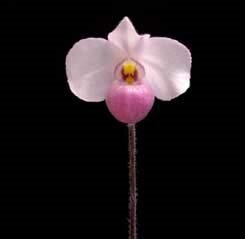 Paph_delenatii - Copy.jpg