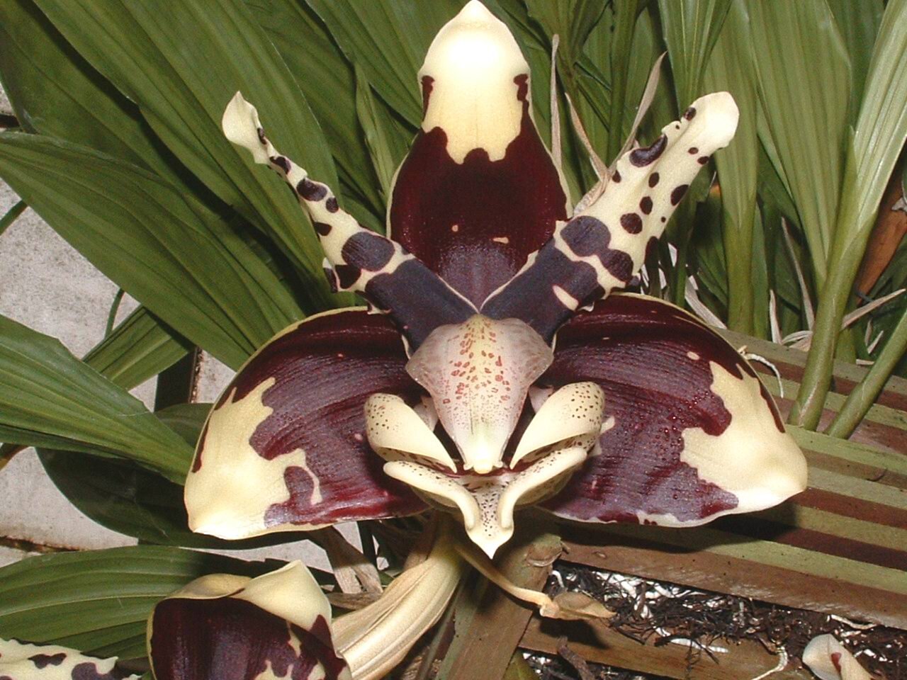 Stan nigrovio close up.JPG