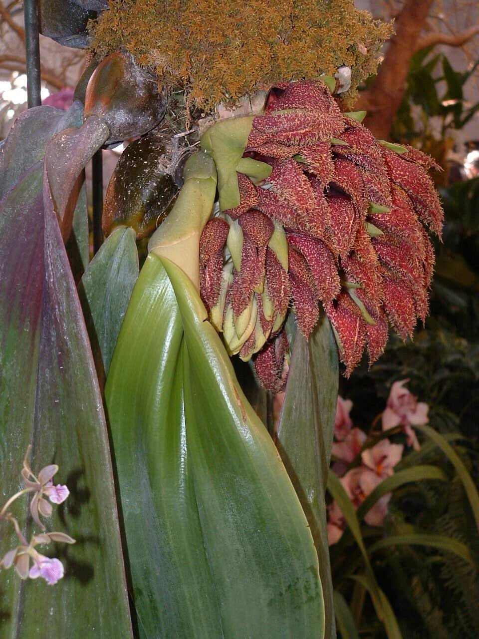 Bulbo phal..JPG
