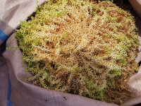 Sphagnum moss